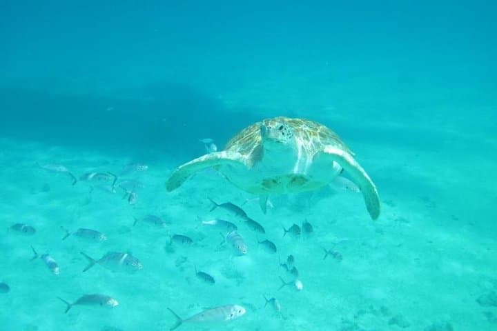 Speyside Bird Sanctuary & Little Tobago Snorkel — Caribbean Birding, Reef & Waterfall Day Trip photo 2