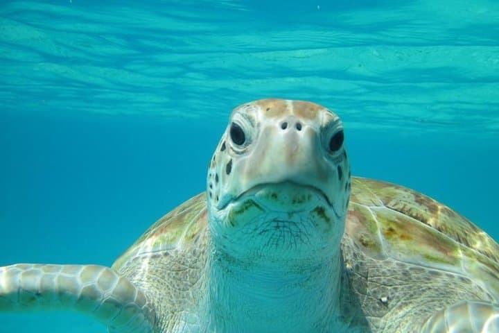 Buccoo Reef Snorkeling Tour: Swim with Dolphins, Turtles & Manta Rays in Tobago