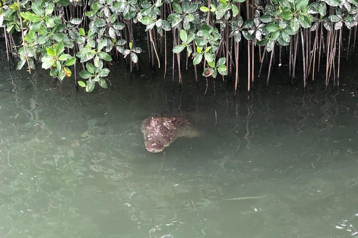 Black River Safari, YS Falls & Appleton Estate Day Tour from Negril photo 3