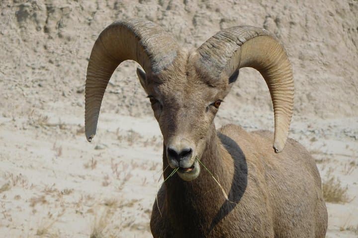 Explore the Badlands on a Private Guided Tour with Local Experts