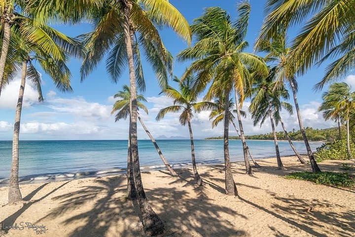 Beachcombing in Paradise: South Caribbean V.I.P. Tour in Martinique