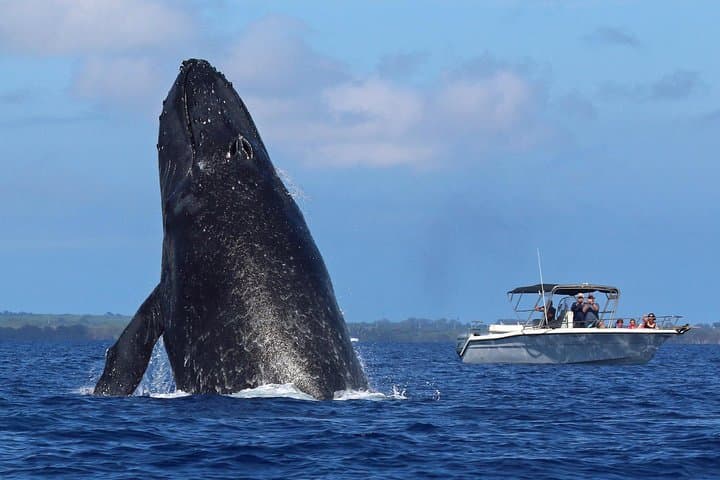 Kihei Morning 1.5-Hour Whale Watch with Hydrophone — Humpback Sightings photo 4