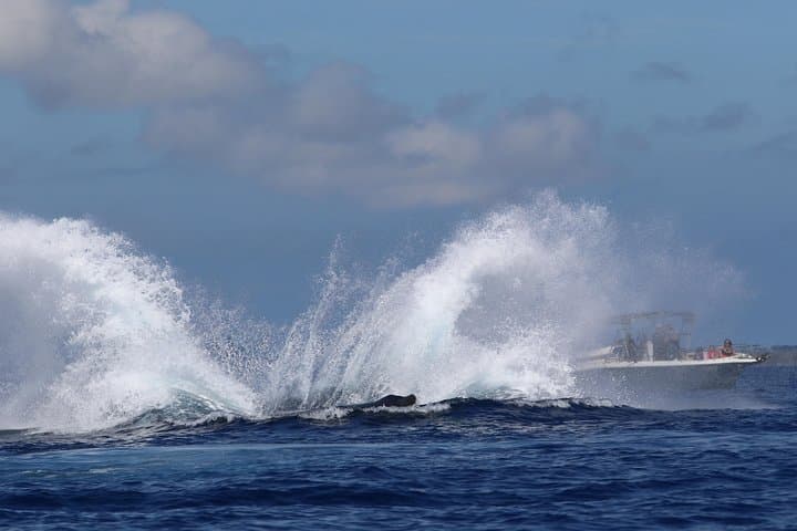 Kihei Morning 1.5-Hour Whale Watch with Hydrophone — Humpback Sightings photo 6