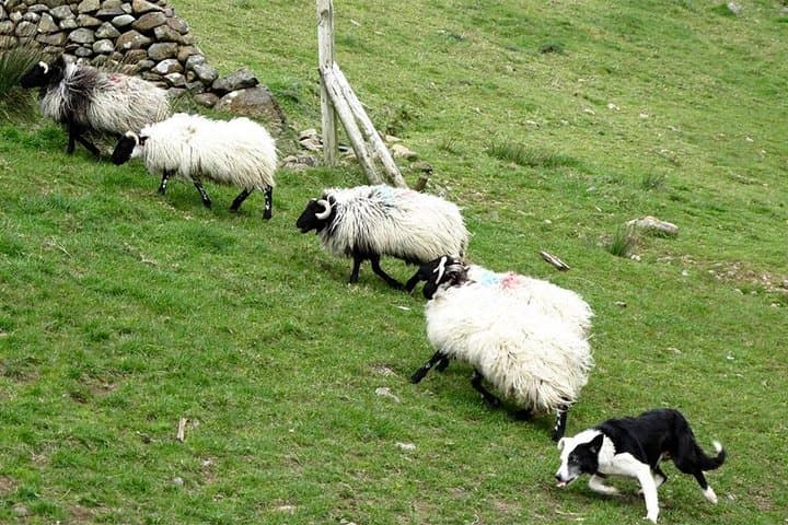 Private Connemara Day Tour: Scenic Drives, Kylemore Abbey & Sky Road photo 3
