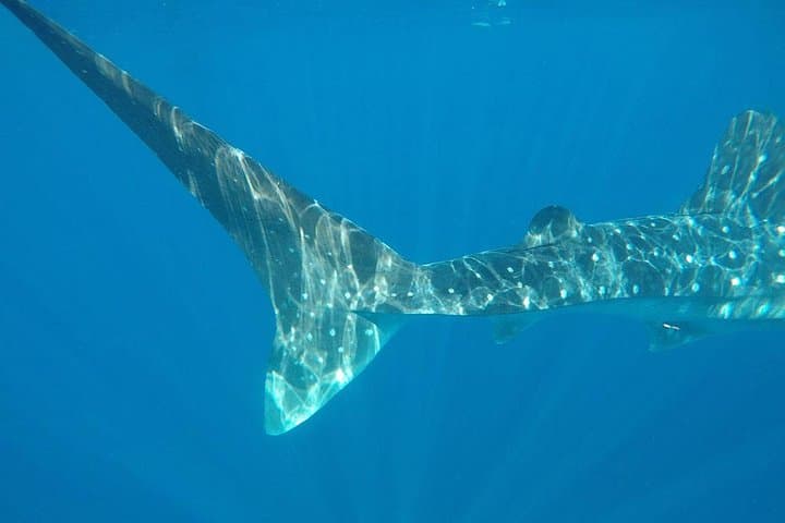 Isla Mujeres Deluxe: Private Boat, Snorkel & Downtown Free Time from Playa del Carmen photo 4
