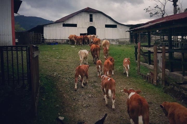 Queveri Horseback Cattle Drive with Volcano Viewpoint photo 2