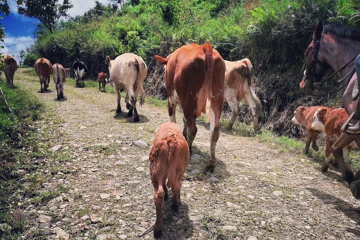 Queveri Horseback Cattle Drive with Volcano Viewpoint photo 4