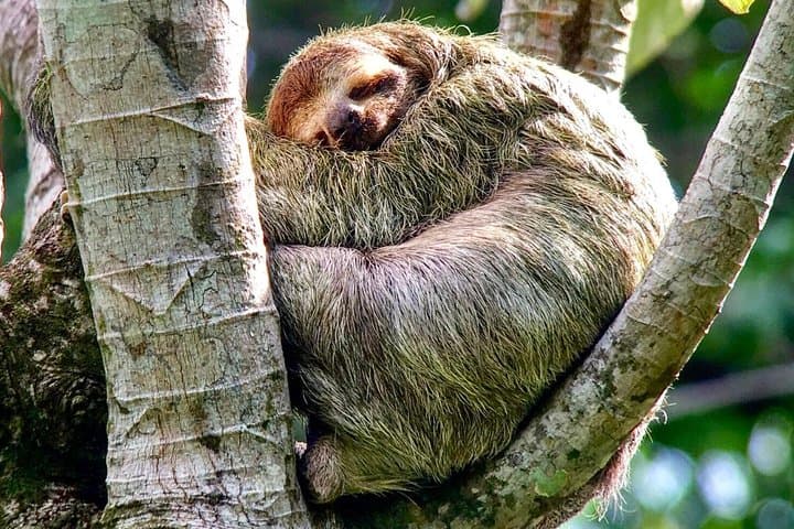 Manuel Antonio National Park Afternoon Wildlife Experience — Guided Walk & Beach Time