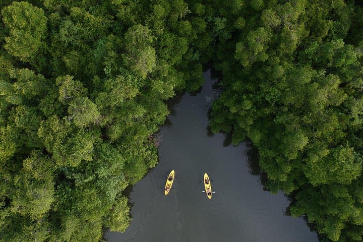 Sunrise Mangrove Kayaking on Madu River: Colombo Day Trip photo 5