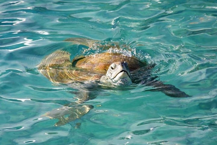 Whitsundays Guided Jet Ski Tour from Airlie Beach — Sea‑Doo to the Whitsunday Islands photo 3