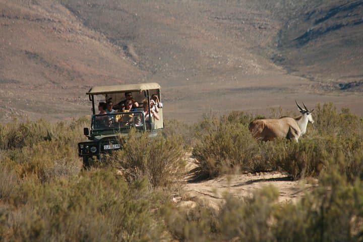 Cape Town to Aquila Big Five Safari: Full-Day Game Reserve Shore Excursion photo 2