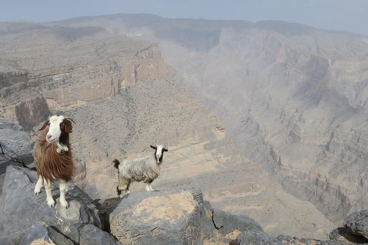 Jabal Shams Grand Canyon Day Tour — Oman Views, History & Tips photo 1