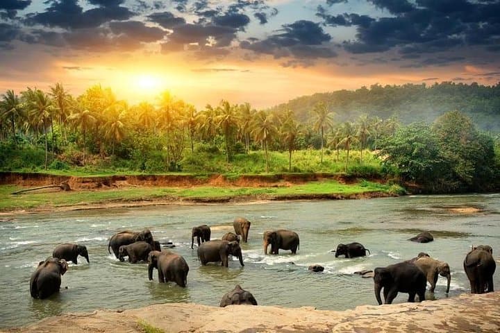 Kandy to Nuwara Eliya Private Multi-Day Tour: Temple, Tea Country & Kitulgala photo 3