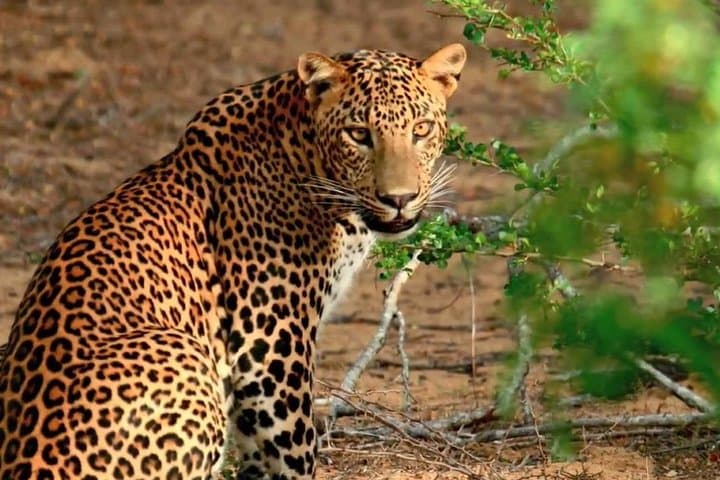 2-Day Yala & Kumana Safari from Negombo — Leopards, Elephants & Birdwatching photo 3