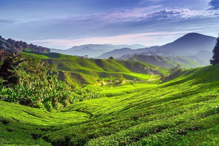Cameron Highlands Day Trip: Tea Estates, Waterfalls & Strawberry Farms from Kuala Lumpur