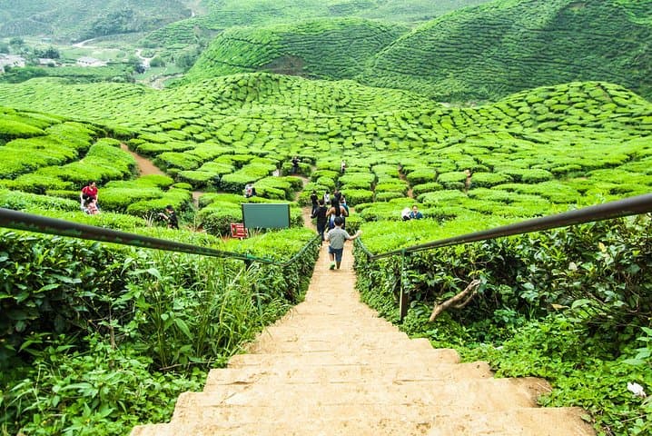 Cameron Highlands Day Trip: Tea Estates, Waterfalls & Strawberry Farms from Kuala Lumpur photo 2