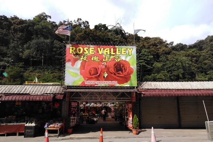 Cameron Highlands Day Trip: Tea Estates, Waterfalls & Strawberry Farms from Kuala Lumpur photo 4