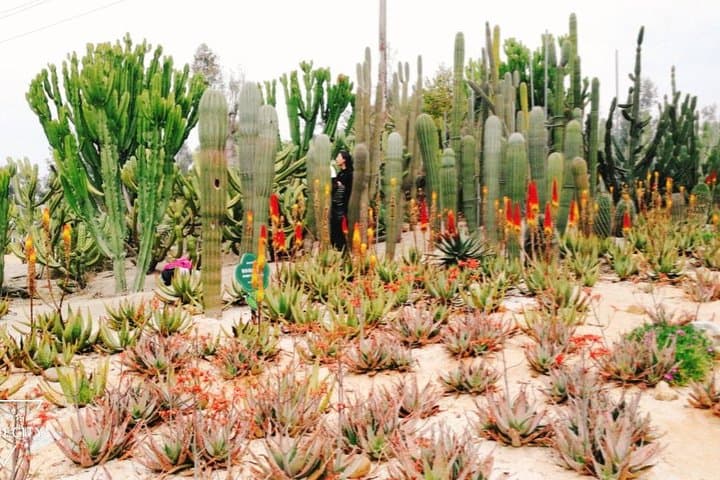 Private Half-Day Xiamen Botanical Garden Tour — Plants, Temples & Sightseeing Car photo 3