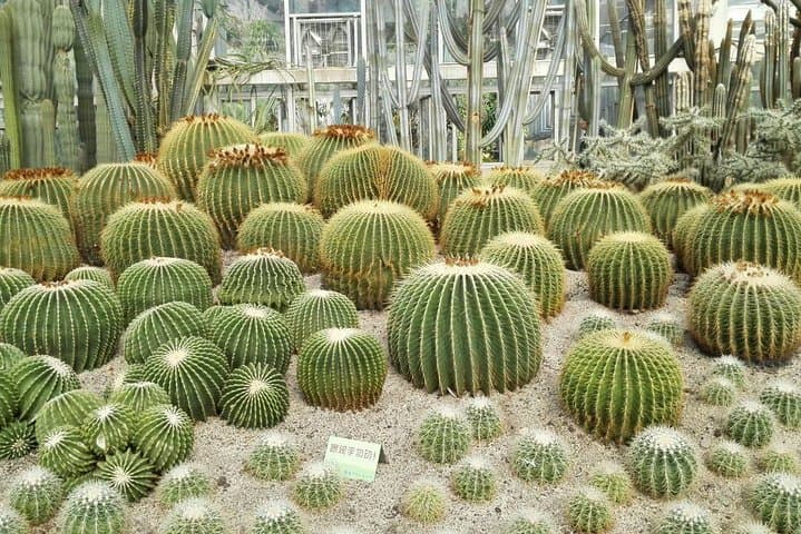 Private Half-Day Xiamen Botanical Garden Tour — Plants, Temples & Sightseeing Car photo 4