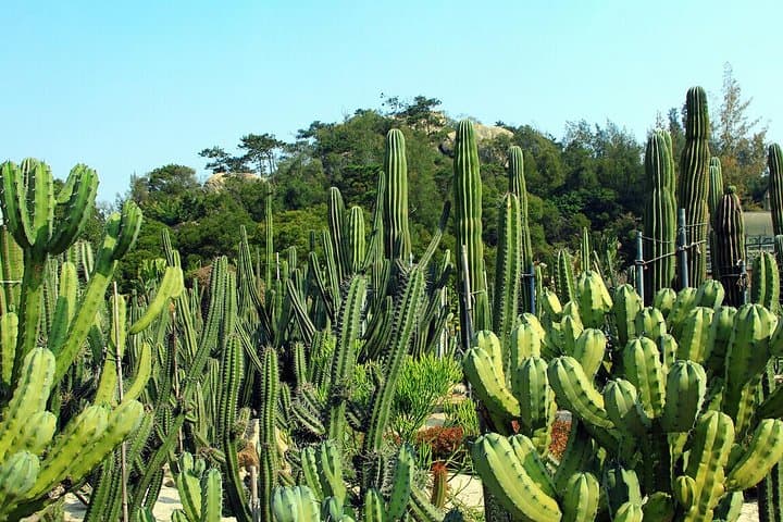 Private Half-Day Xiamen Botanical Garden Tour — Plants, Temples & Sightseeing Car photo 5