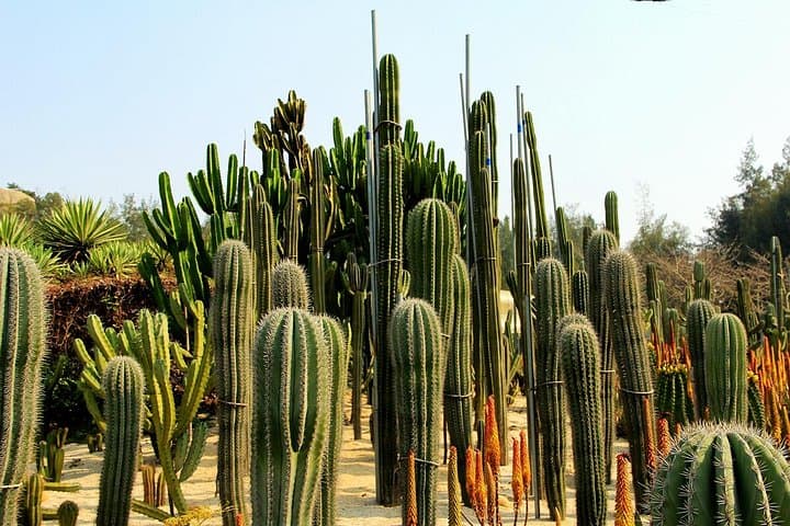 Private Half-Day Xiamen Botanical Garden Tour — Plants, Temples & Sightseeing Car