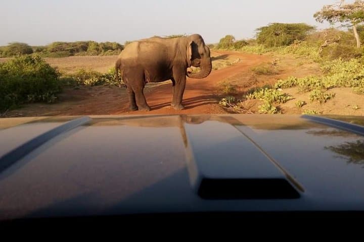 Evening Private Safari at Bundala Park: Flamingos, Elephants & Coastal Lagoons photo 4