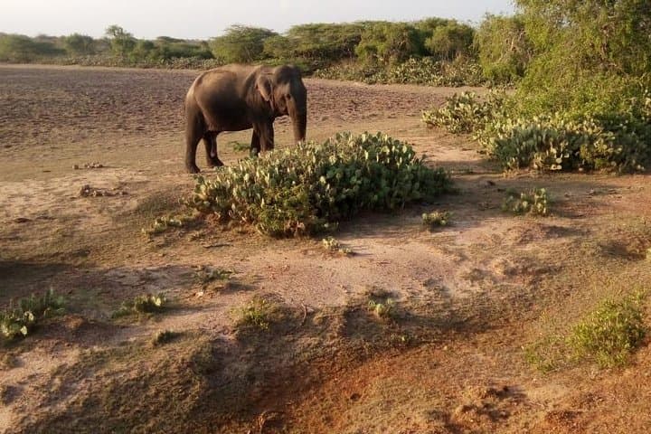 Evening Private Safari at Bundala Park: Flamingos, Elephants & Coastal Lagoons photo 3
