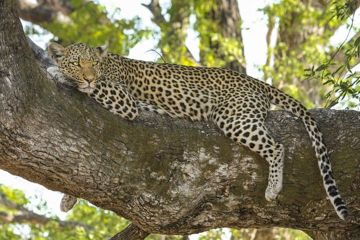 Full-Day Yala Safari: Private Leopard & Elephant Game Drive photo 4