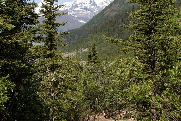 Chugach State Park Private Day Hike from Anchorage — Guided Wilderness & Wildlife Viewing photo 2