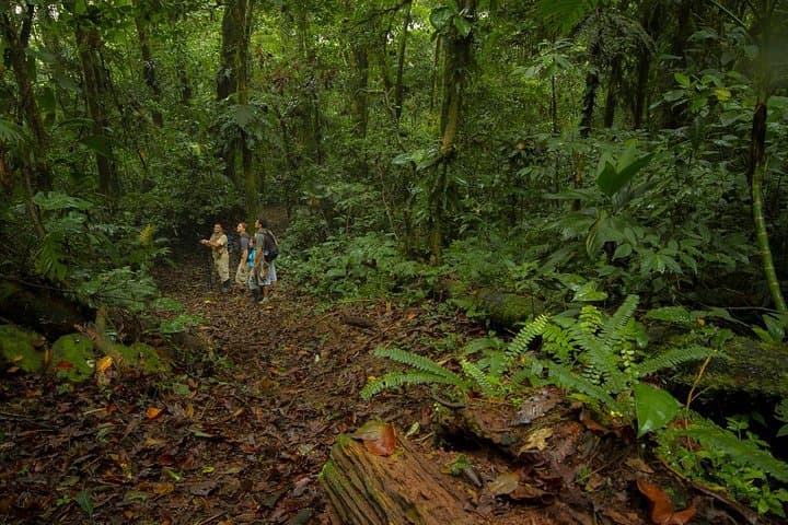 Pocosol Jungle Expedition in the Children's Eternal Rainforest