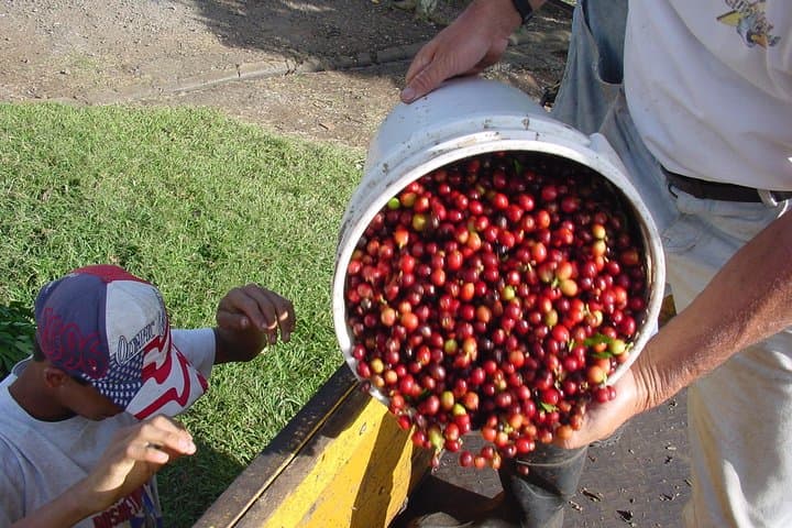 Doka Coffee, Poás Volcano & La Paz Waterfall Day Trip from San José photo 2