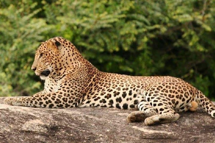 Full-Day Yala Safari: Private Leopard & Elephant Game Drive photo 2