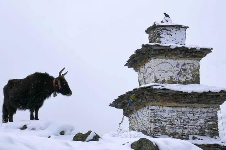 Manaslu Circuit Trek — 17-Day Larkya La High-Altitude Circuit in Nepal photo 5