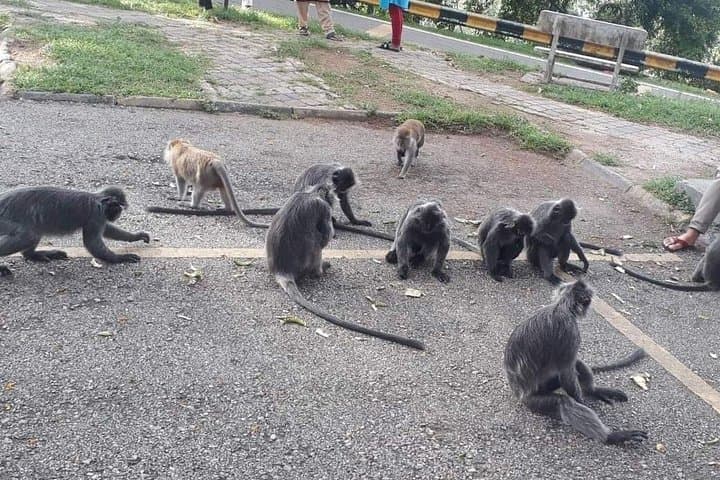 Batu Caves to Bukit Malawati: Evening Fireflies, Monkeys & Sea Eagles Tour from Kuala Lumpur photo 3