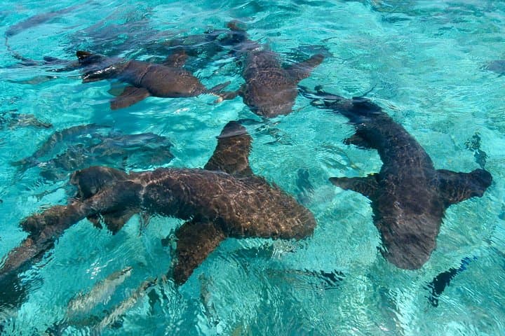 Sharks and Stingrays Snorkeling + Parasailing in Punta Cana photo 4