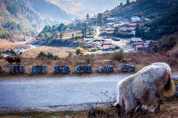 6-Day North Sikkim Adventure: Lachen, Gurudongmar & Yumthang Valley photo 5