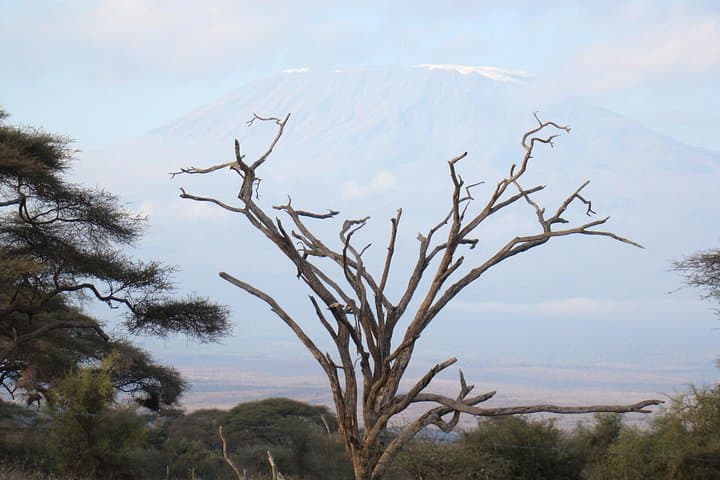 Amboseli National Park Day Safari — Kilimanjaro Views & Big Game photo 2