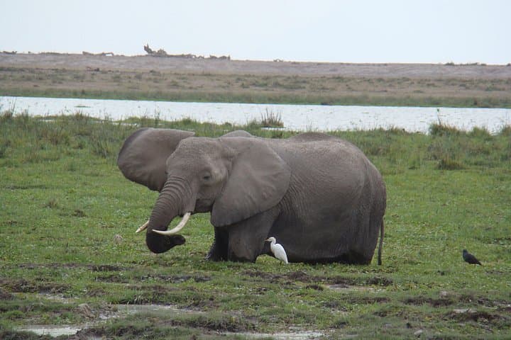 Amboseli National Park Day Safari — Kilimanjaro Views & Big Game photo 3