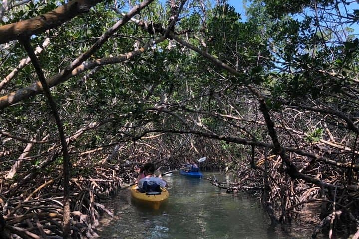 Key West Mangrove Kayak Eco Tour: Backcountry Paddle Guide photo 5