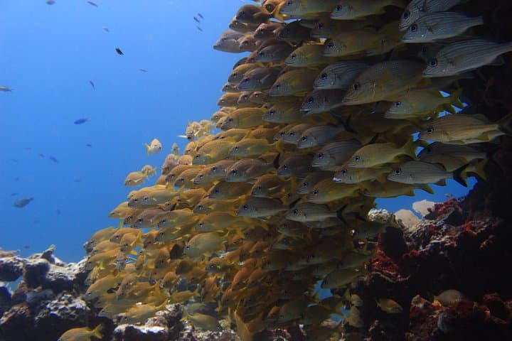 Cancun Underwater Museum and Manchones Reef: Certified Dive Trip photo 3