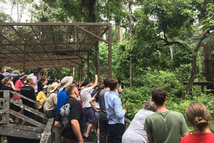 Sepilok Orangutan, Bornean Sun Bear & Rainforest Discovery Centre: Private Full-Day Wildlife Tour photo 2