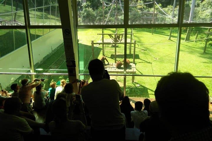 Sepilok Orangutan, Bornean Sun Bear & Rainforest Discovery Centre: Private Full-Day Wildlife Tour photo 3