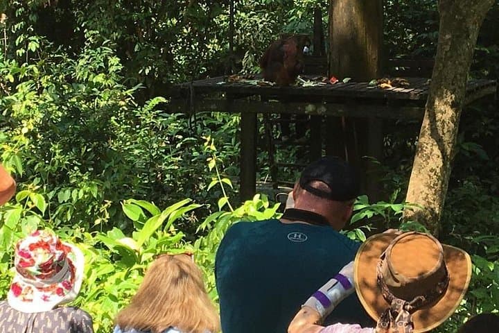 Sepilok Orangutan, Bornean Sun Bear & Rainforest Discovery Centre: Private Full-Day Wildlife Tour photo 4