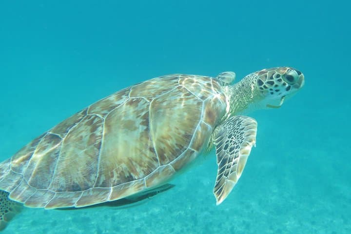 Small Group Sea Turtle Snorkel Tour in St. Thomas — Guaranteed Turtle Sightings