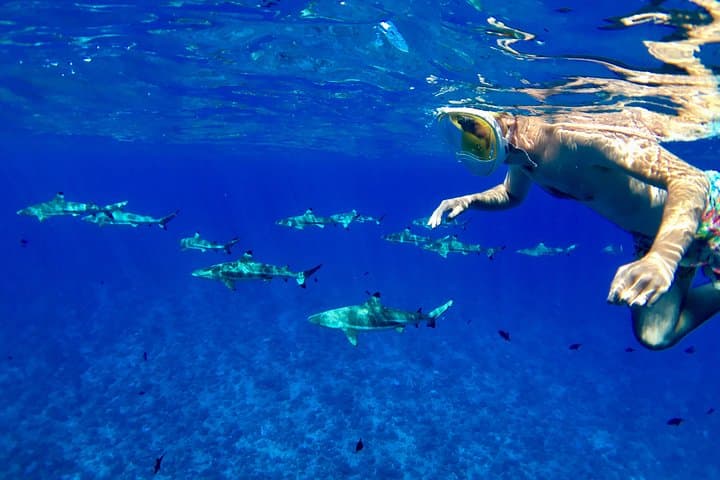 Full-Day Bora Bora Cultural Lagoon Tour: Snorkel Stingrays, Sharks & Island Stories