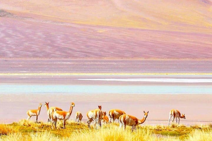 Atacama 3-Day All-Inclusive: Geysers, Valle de la Luna & Hidden Lagoons photo 5