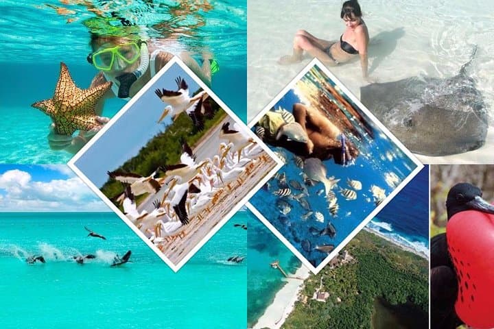 Contoy Island Day Trip: Snorkel Pristine Reefs and See Rays photo 4