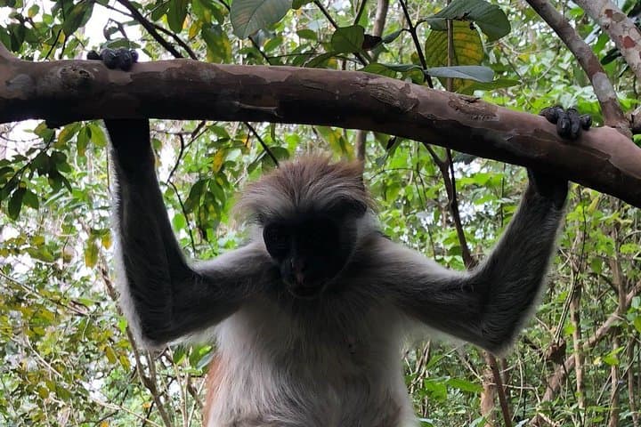 Jozani Forest Tour: See Zanzibar’s Red Colobus and Mangrove Boardwalk photo 3