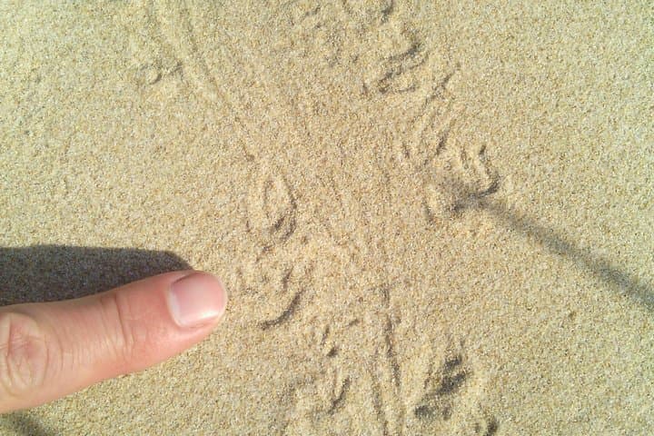 Guided Marine Walk at Sardinia Bay Marine Protected Area — Rock Pools, Dunes & Coastal Wildlife photo 3