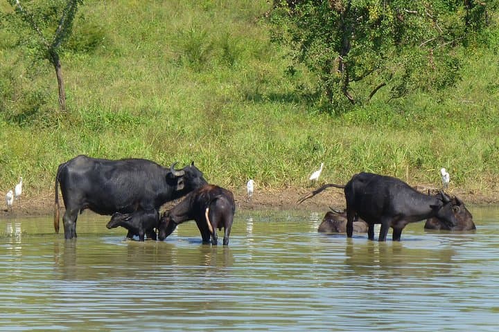 Uda Walawe 1-Day Safari from Mirissa — Elephant Jeep Tour & Wildlife Viewing photo 4